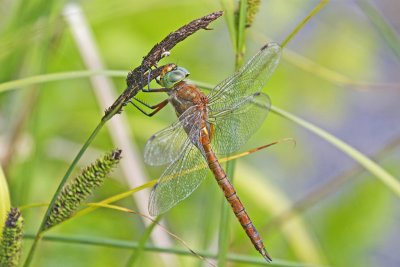 Norfolk Hawker (Aeshna isosceles)