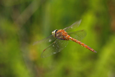 Norfolk Hawker (Aeshna isosceles)