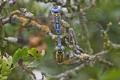 Southern Migrant Hawker (Aeshna affinis)