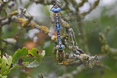 Southern Migrant Hawker (Aeshna affinis)