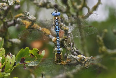 Southern Migrant Hawker (Aeshna affinis)