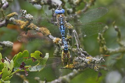 Southern Migrant Hawker (Aeshna affinis)