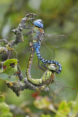 Southern Migrant Hawker (Aeshna affinis)