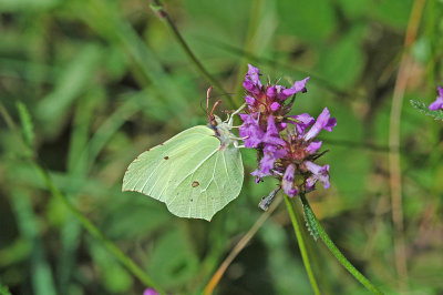 Brimstone (Gonepteryx rhamni)