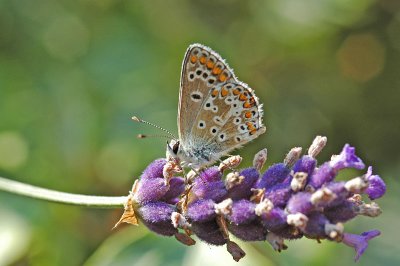 Brown Argus (Aricia agestis)