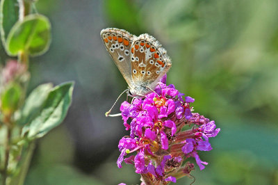 Brown Argus (Aricia agestis)
