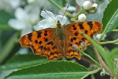 Comma (Polygonia c-album)