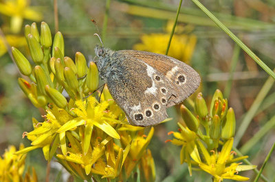 Large Heath (Coenonympha tullia davus)