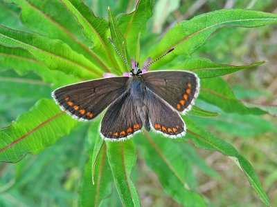 Northern Brown Argus (Aricia artaxerxes salmacis)