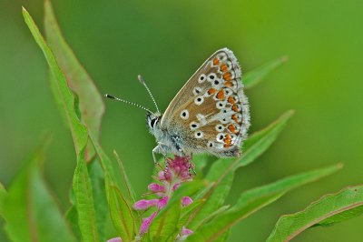 Northern Brown Argus (Aricia artaxerxes salmacis)