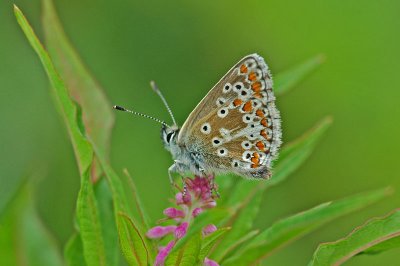Northern Brown Argus (Aricia artaxerxes salmacis)