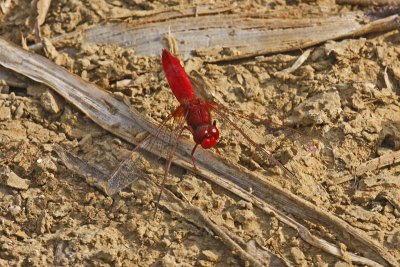 Scarlet Darter (Crocothemis erythraea)