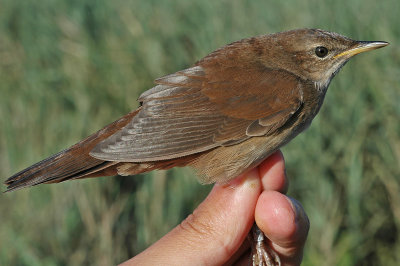 Savi's Warbler (Locustella luscinioides)