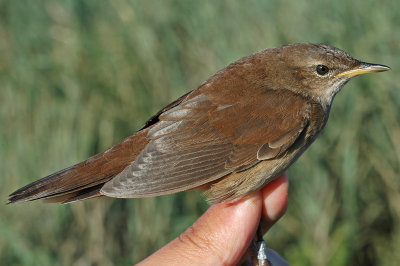 Savi's Warbler (Locustella luscinioides)