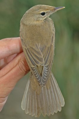 Marsh Warbler (Acrocephalus palustris)