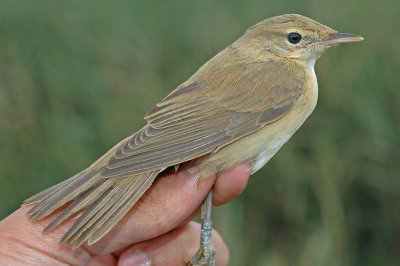 Marsh Warbler (Acrocephalus palustris)