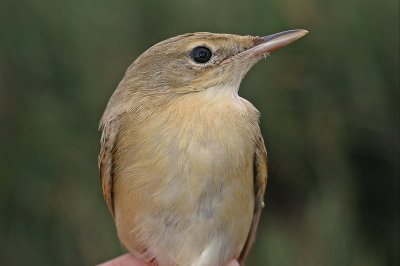 Marsh Warbler (Acrocephalus palustris)