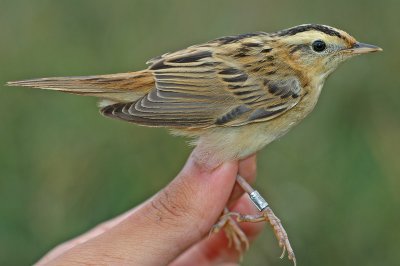 Aquatic Warbler (Acrocephalus paludicola)