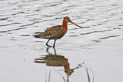 Black-tailed Godwit (Limosa limosa islandica)