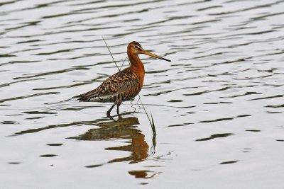 Black-tailed Godwit (Limosa limosa islandica)