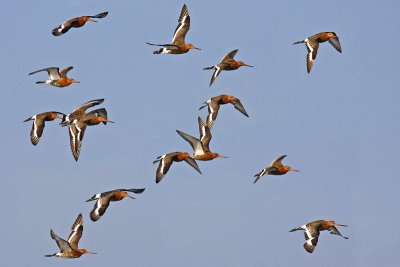 Black-tailed Godwit (Limosa limosa islandica)