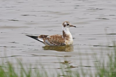 Black-headed Gull (Chroicocephalus ridibundus)