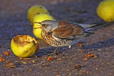 Fieldfare (Turdus pilaris)