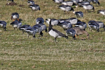 Barnacle Goose (Branta leucopsis)