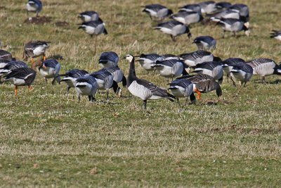 Barnacle Goose (Branta leucopsis)