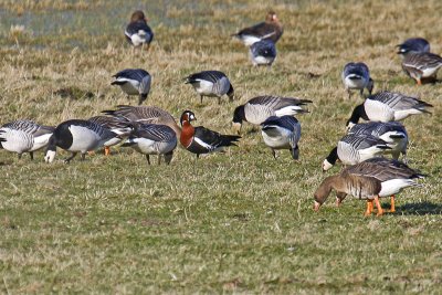 Red-breasted Goose (Branta ruficollis)