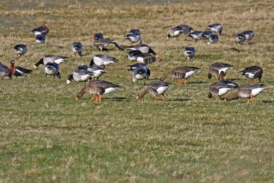 Eurasian White-fronted Goose (Anser albifrons albifrons)