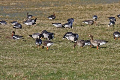 Eurasian White-fronted Goose (Anser albifrons albifrons)