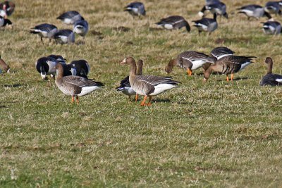 Eurasian White-fronted Goose (Anser albifrons albifrons)