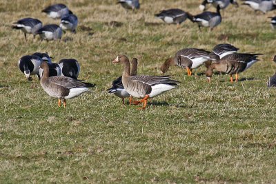 Eurasian White-fronted Goose (Anser albifrons albifrons)