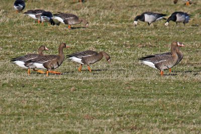 Eurasian White-fronted Goose (Anser albifrons albifrons)