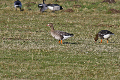 Eurasian White-fronted Goose (Anser albifrons albifrons)