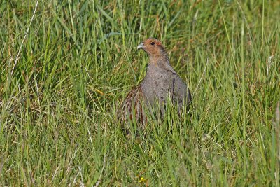 Grey Partridge (Perdix perdix)