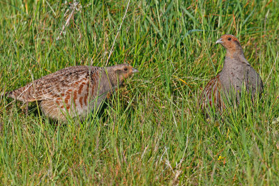 Grey Partridge (Perdix perdix)