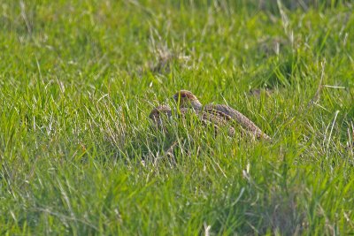 Grey Partridge (Perdix perdix)