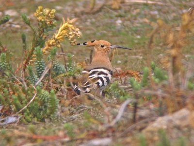 Hoopoe (Upupa epops)