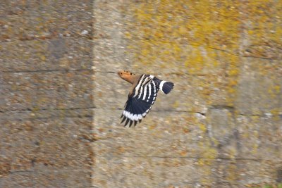 Hoopoe (Upupa epops)