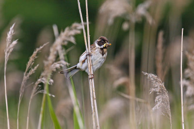 Reed Bunting (Emberiza schoeniclus)