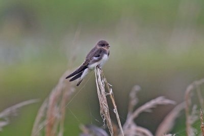 Sand Martin (Riparia riparia)