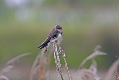 Sand Martin (Riparia riparia)