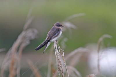 Sand Martin (Riparia riparia)