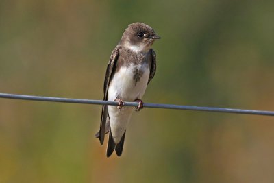 Sand Martin (Riparia riparia)