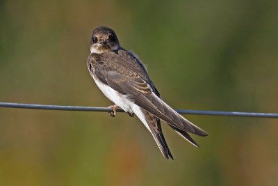 Sand Martin (Riparia riparia)