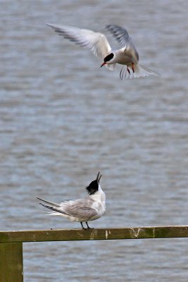 Sandwich Tern (Sterna sandvicensis)