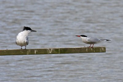 Sandwich Tern (Sterna sandvicensis)
