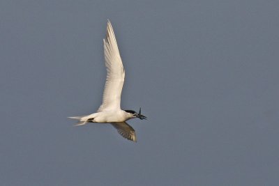 Sandwich Tern (Sterna sandvicensis)